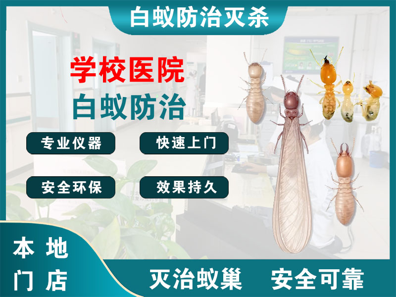 高港区学校医院白蚁防治