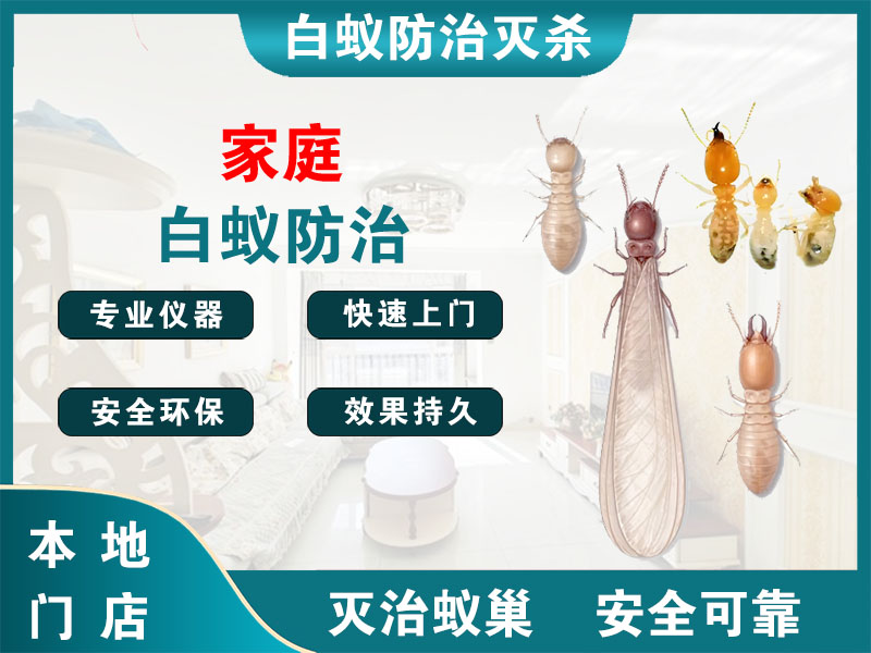 高港区家庭白蚁防治