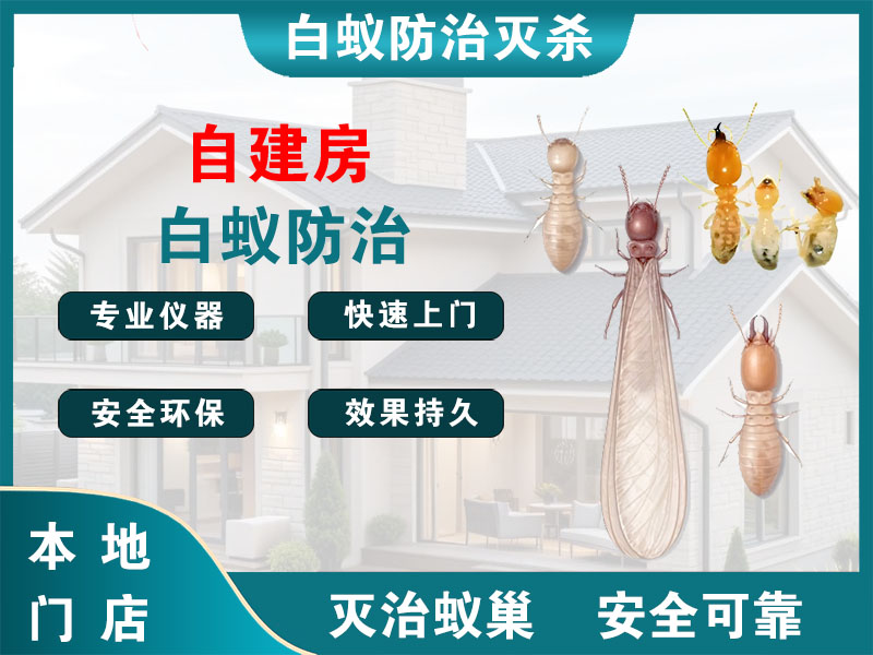 高港区自建房白蚁防治