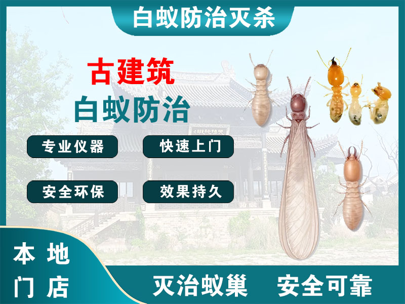 高港区古建筑白蚁防治