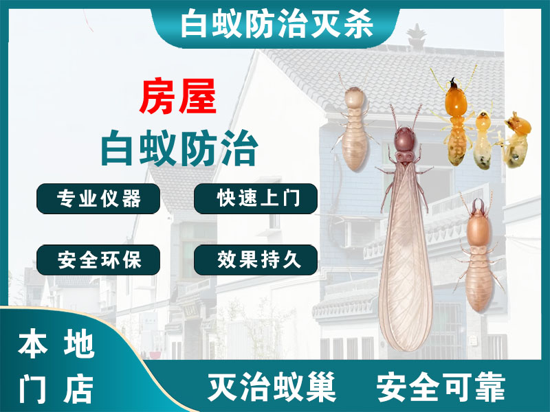 高港区房屋白蚁防治